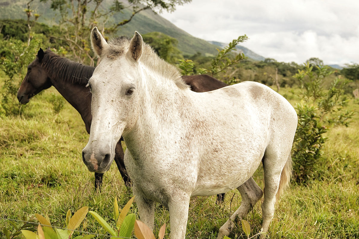 horsebackriding-2.jpg